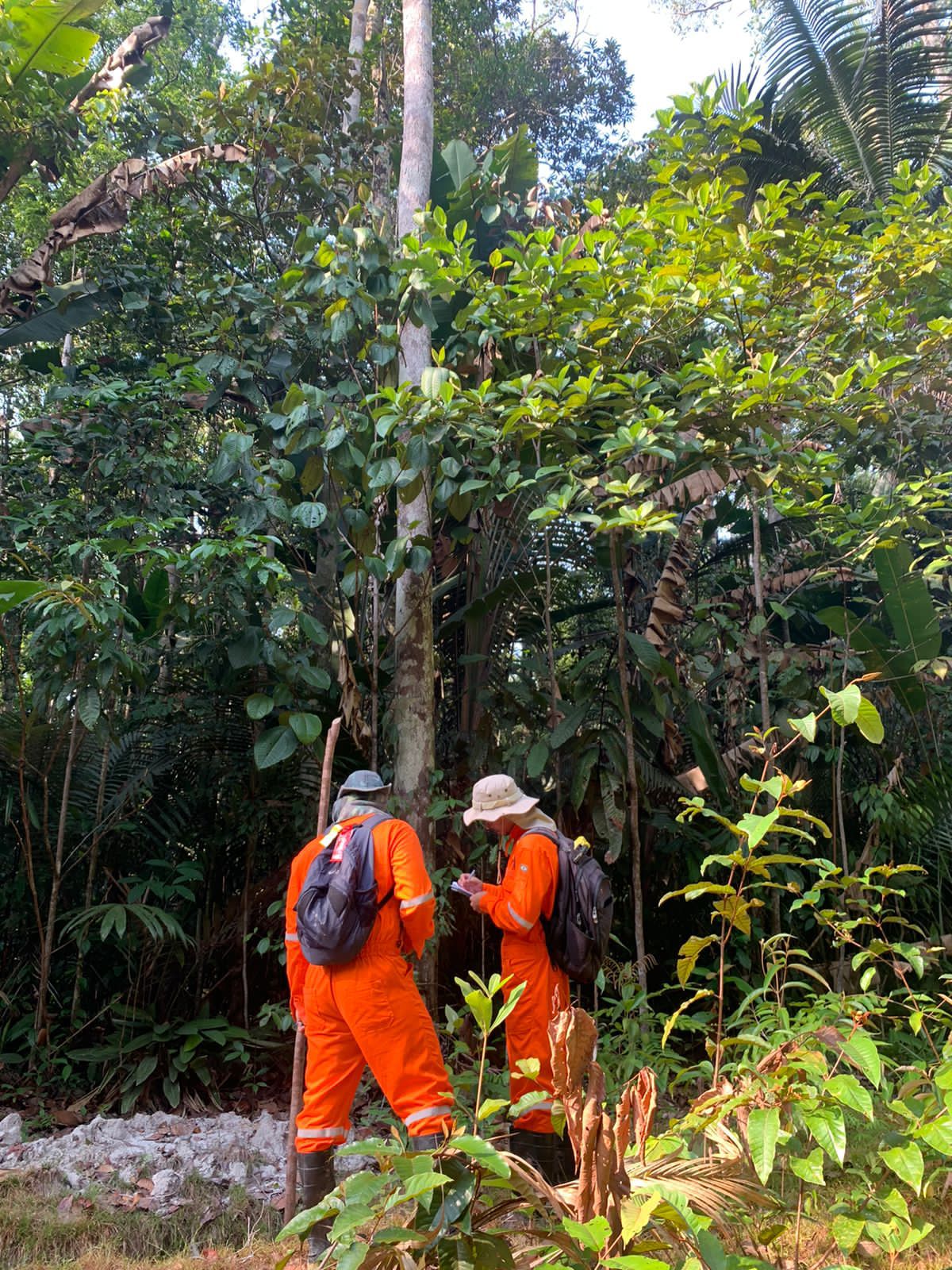 Empresa certificadora de crédito de carbono