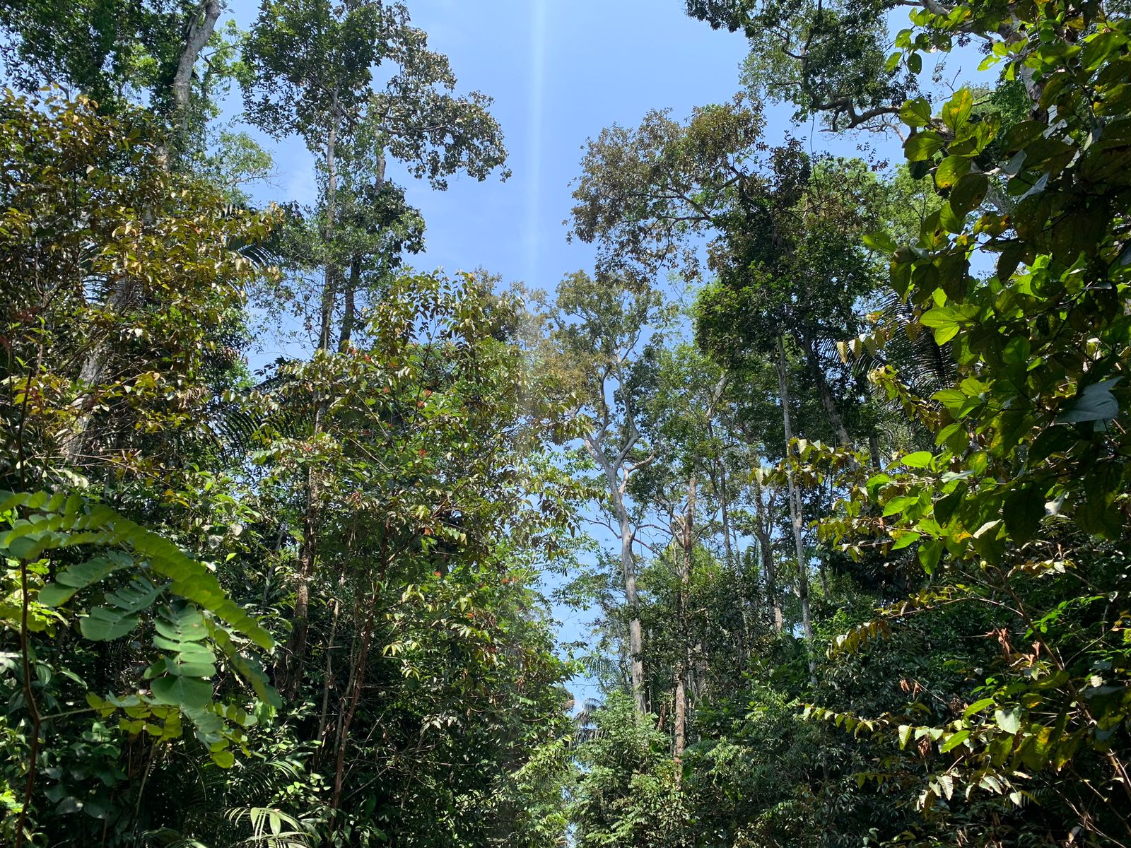 Empresa de crédito de carbono