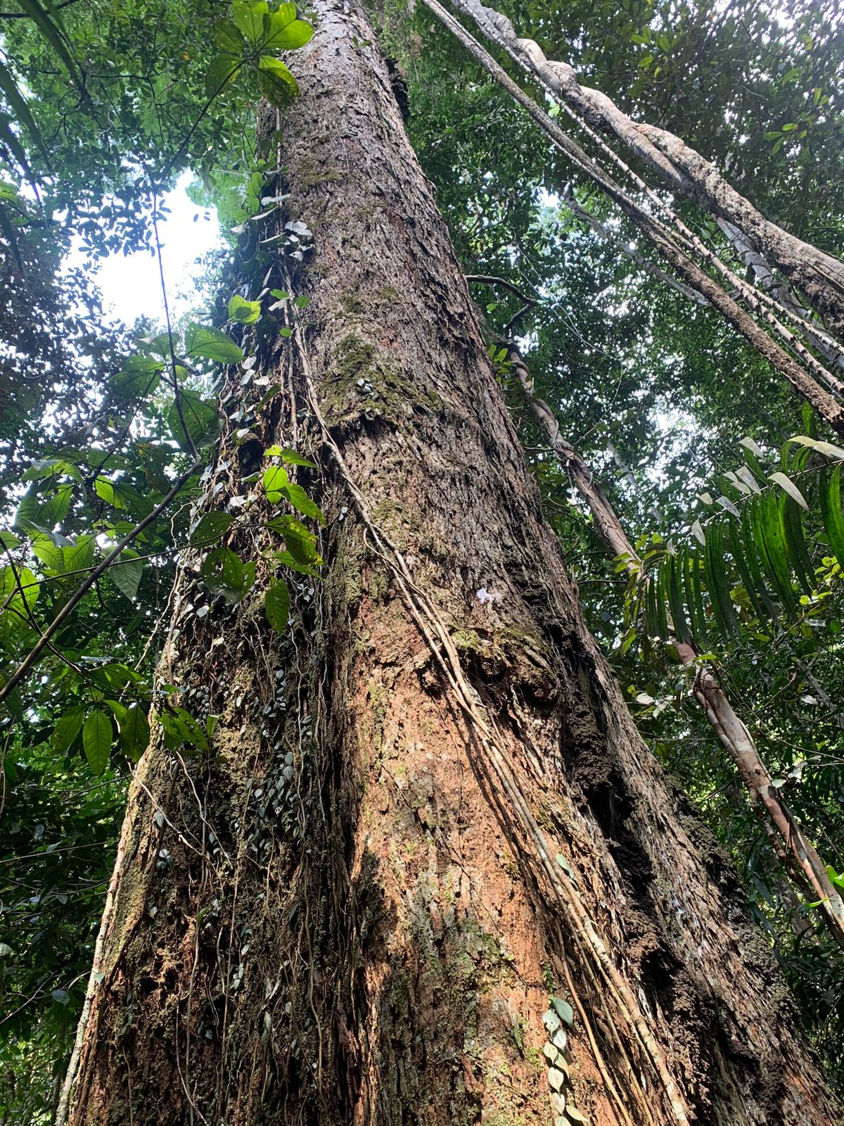 Empresas de crédito de carbono no brasil