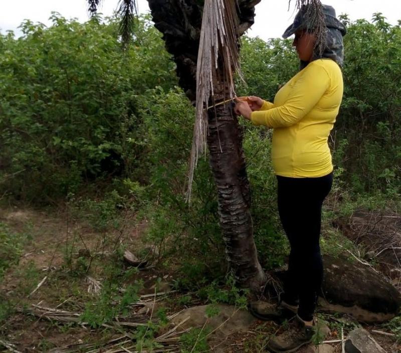 Inventário florestal