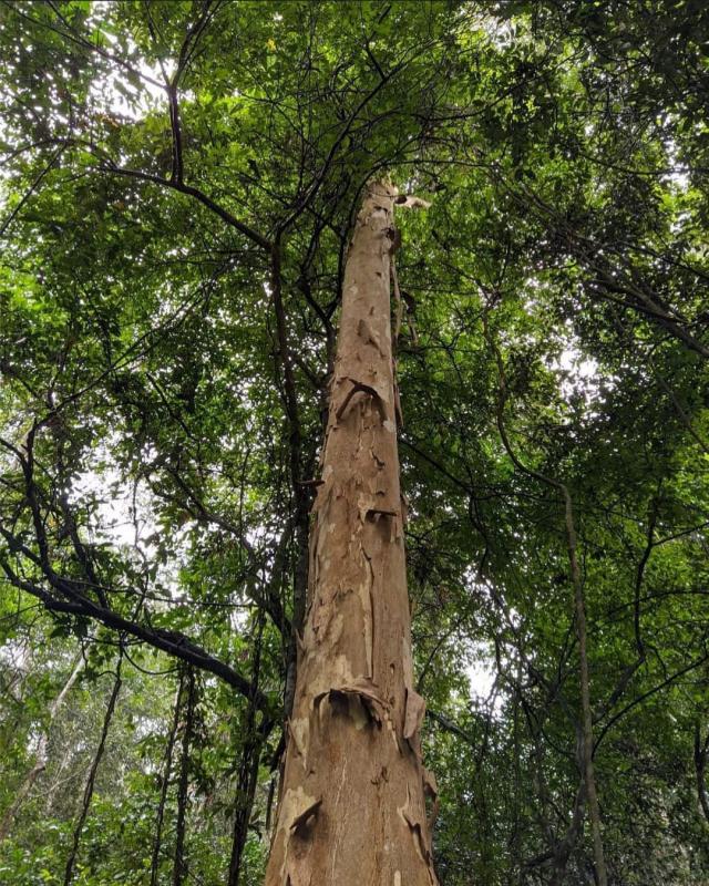 Inventário florestal preço