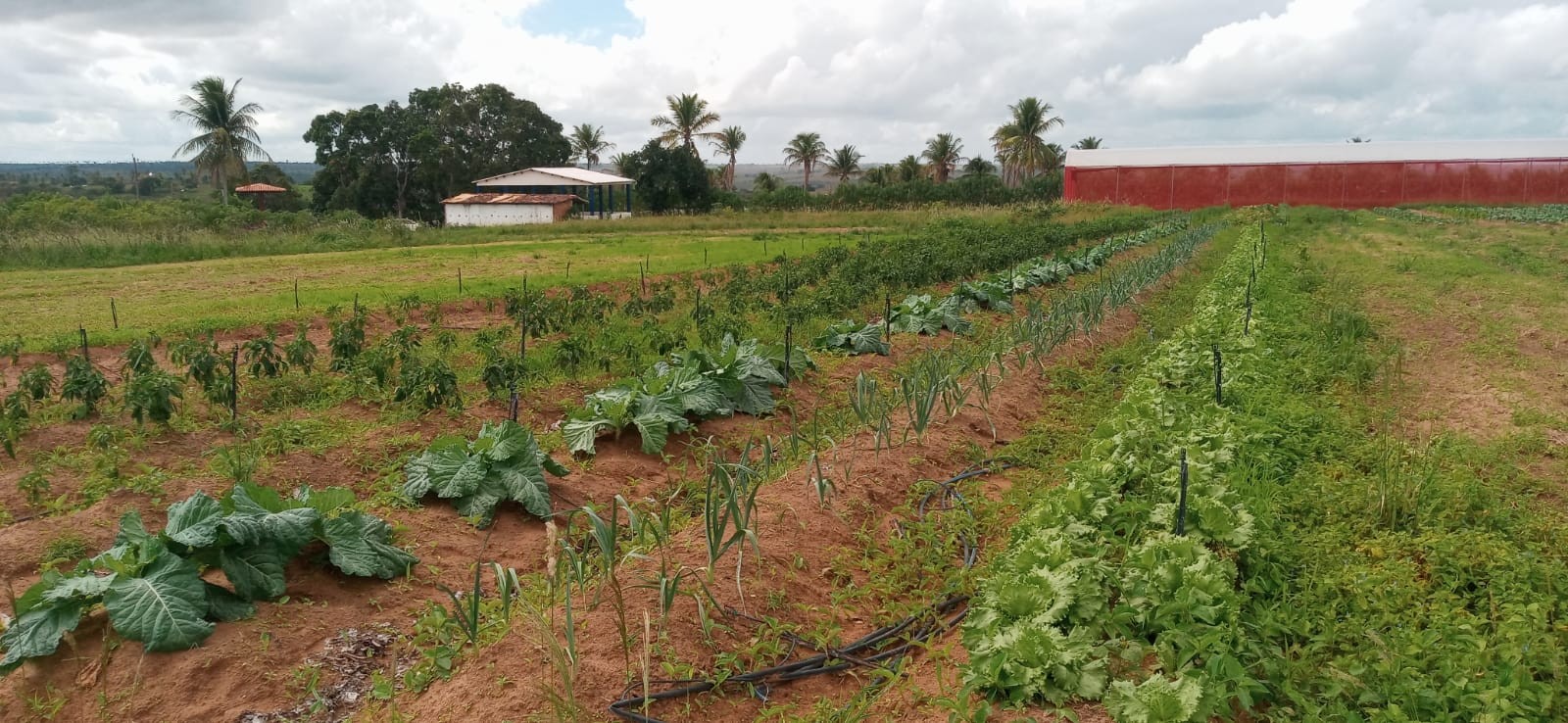 Agricultura Precisão