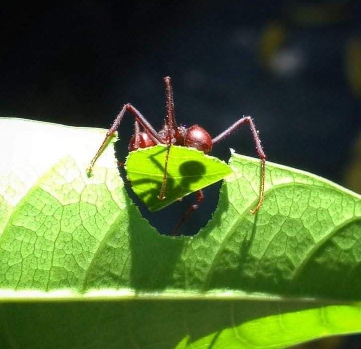 Agricultura Precisão