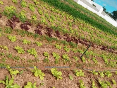 Agricultura de Precisão