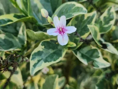 Flora
