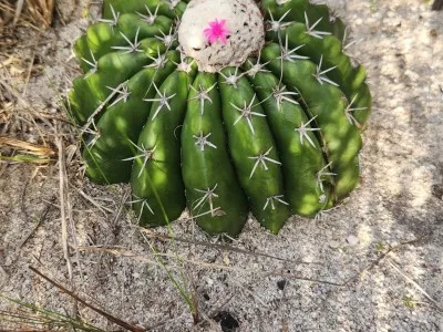 Flora