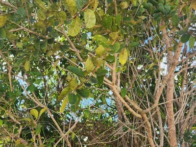 Flora